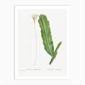 Cactus Phyllanthus, Pierre Joseph Redoute Art Print