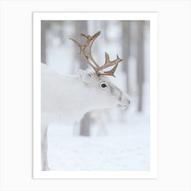 Beautiful white reindeer | Swedish Lapland Art Print