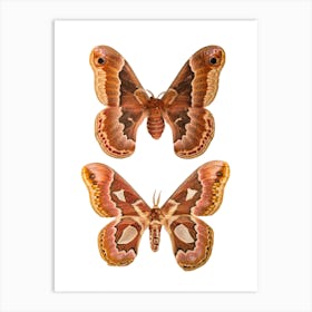 Two Butterflies And Moths 2 Art Print