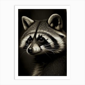 Raccoon Portrait 2 Vintage Photography Art Print