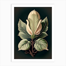 Magnolia Leaf Vintage Botanical 2 Art Print