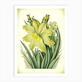 Daffodil Wildflower Vintage Botanical Art Print