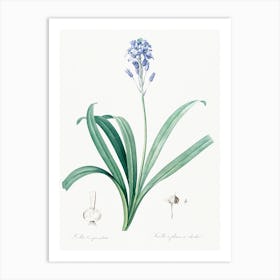 Spanish Bluebell Illustration, Pierre Joseph Redoute Art Print