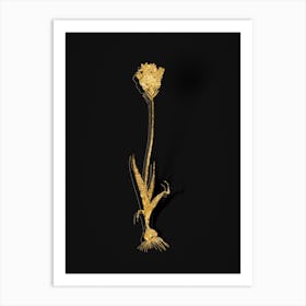 Vintage Chincherinchee Botanical in Gold on Black n.0215 Art Print