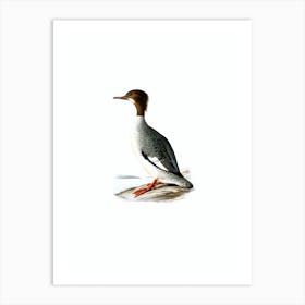 Vintage Common Merganser Bird Illustration on Pure White Art Print