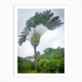 Palm Tree 8 Art Print