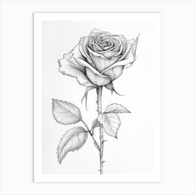 English Rose Black And White Line Drawing 4 Art Print