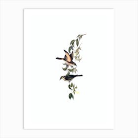 Vintage Yellow Faced Honeyeater Bird Illustration on Pure White n.0177 Art Print