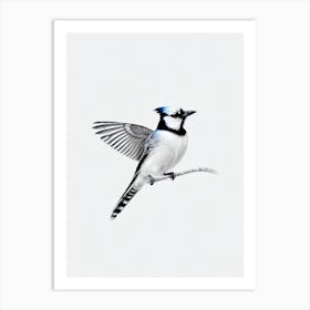 Blue Jay B&W Pencil Drawing 1 Bird Art Print