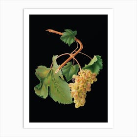 Vintage Vermentino Grapes Botanical Illustration on Solid Black n.0592 Art Print