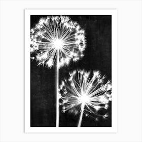 Black white dandelion Art Print