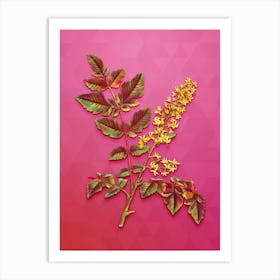 Vintage Golden Rain Tree Botanical Art on Beetroot Purple n.0186 Art Print