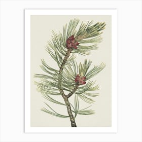 Pine Branch Art Print