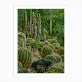 Cactus Garden 4 Art Print