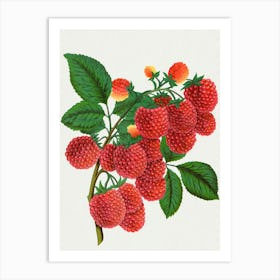 Raspberries Art Print