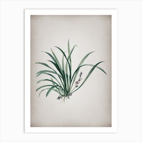 Vintage Sansevieria Carnea Botanical on Parchment n.0747 Art Print