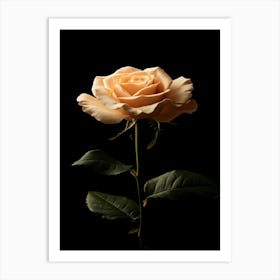 Peach Rose 22 Art Print