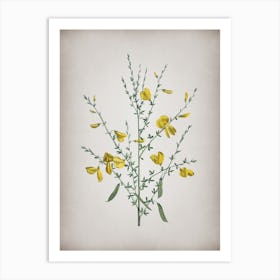 Vintage Yellow Broom Flowers Botanical on Parchment n.0685 Art Print