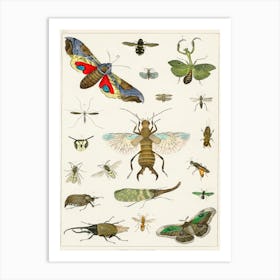 Collection Of Various Insects, Oliver Goldsmith Art Print