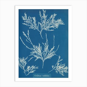 Echinoderms Art Print