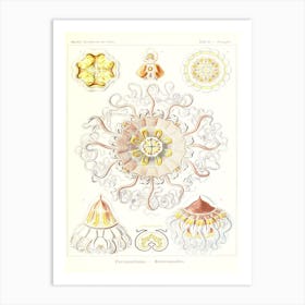 Haeckel 2 Tafel 38 Art Print