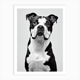 Staffordshire Bull Terrier B&W Pencil Dog Art Print