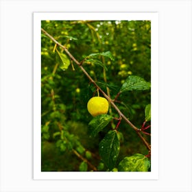 Yellow Fruit On A Tree Branch 202306031644166rt1pub Art Print