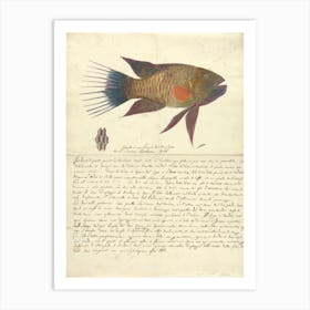 A Fish From The Red Sea, Luigi Balugani 1 Art Print