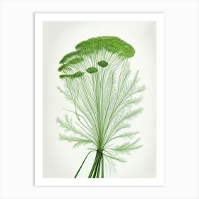 Dill Herb Pencil Colour Art Print