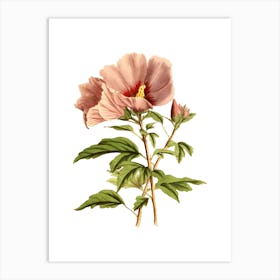 Hibiscus Flower 11 Art Print