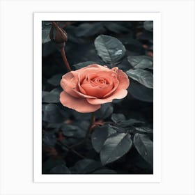 Pink Rose Wallpaper 4 Art Print