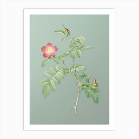 Vintage Pink Alpine Rose Botanical Art on Mint Green n.0271 Art Print