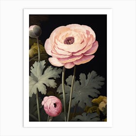 Flower Illustration Ranunculus 1 Art Print