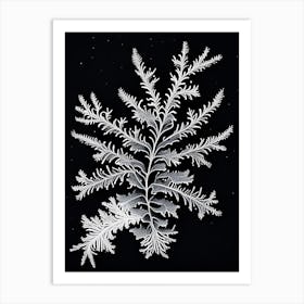 Fernlike Stellar Dendrites, Snowflakes, Vintage Botanical Illustration 2 Art Print