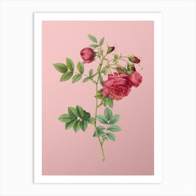 Vintage Turnip Roses Botanical on Soft Pink n.0681 Art Print