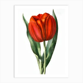 Red Tulip 3 Art Print