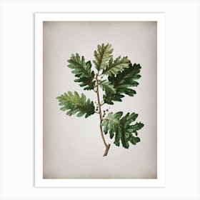 Vintage Hungarian Oak Botanical on Parchment n.0442 Art Print