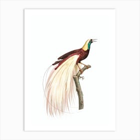 Vintage Emperor Bird Of Paradise Male Bird Illustration on Pure White 1 Art Print