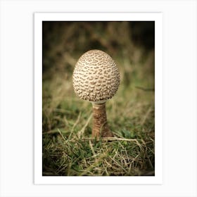 White Mushroom //Nature Photography 1 Art Print