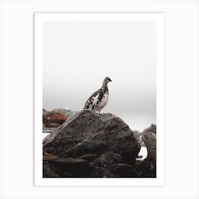 Ptarmigan Scenery Art Print