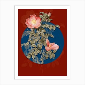 Vintage Botanical Red Sweetbriar Rose on Circle Blue on Red n.0146 Art Print