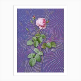 Vintage Provence Rose Botanical Illustration on Veri Peri n.0882 Art Print