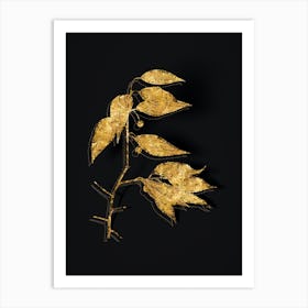 Vintage European Nettle Tree Botanical in Gold on Black n.0484 Art Print