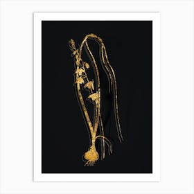 Vintage Albuca Botanical in Gold on Black n.0566 Art Print