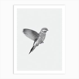 Budgerigar B&W Pencil Drawing 2 Bird Art Print