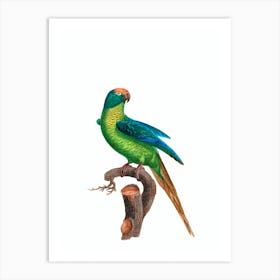 Vintage Peach Fronted Parakeet Bird Illustration on Pure White Art Print