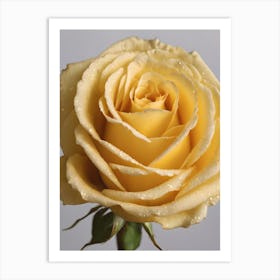 Yellow Rose Art Print