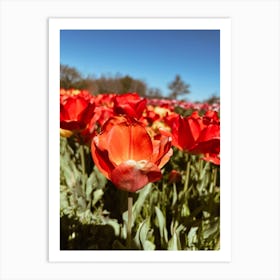 Tulips In Bloom Art Print