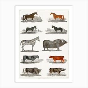 Collection Of Animals, Oliver Goldsmith Art Print