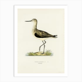 Greenshank, The Von Wright Brothers Art Print